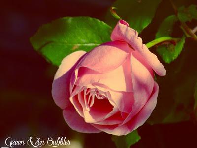 ♡La rose aux deux coeurs♡