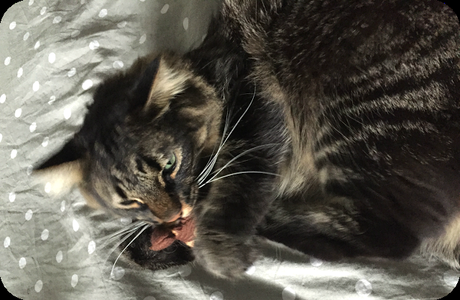 La miaoubox de novembre 2015