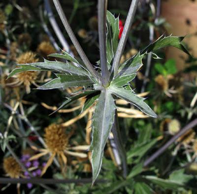 Panicaut à feuilles planes (Eryngium planum)