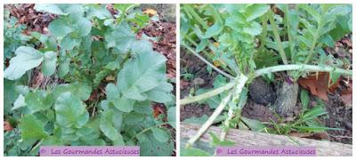 Radis noirs, pommes de terre et oignon confits au four (Vegan)