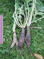 Radis noirs, pommes de terre et oignon confits au four (Vegan)