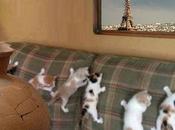 Matous raient, fêlent