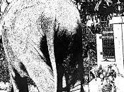 Thaïlande, d'errance pour éléphants villes