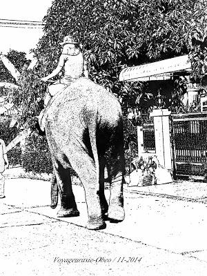 Thaïlande, fin d'errance pour les éléphants des villes