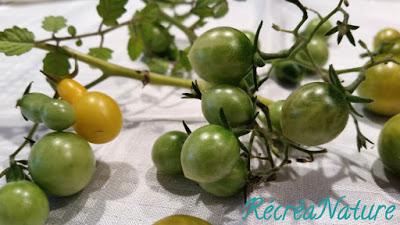 Tomates Vertes du Jardin comme des Cornichons au Romarin et au Vinaigre de Cidre Bio