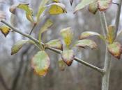 Scarlet Hawthorn, l'aubépine écarlate