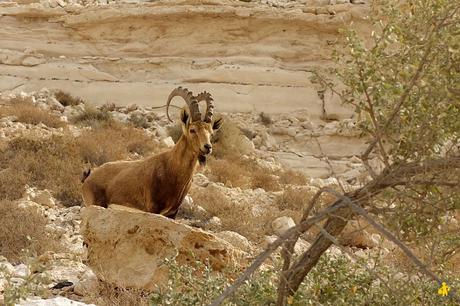 Israel en 1 semaine: désert du Néguev et Eilat 2/2