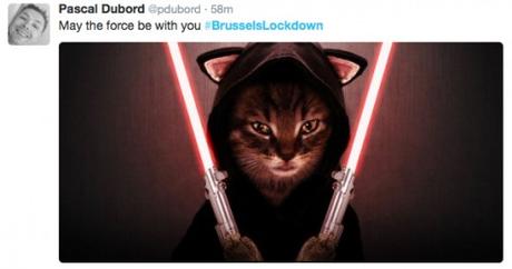 #BRUSSELSLOCKDOWN : Invasion de chats !