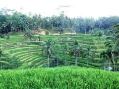 Rizieres Tegallalang Ubud avec Erwin - Balisolo 201511 (1)