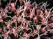 Eupatoire chanvrine (Eupatorium cannabinum)