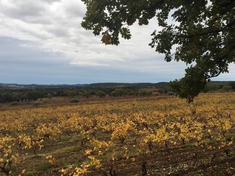 Automne dans les vignes gardoises