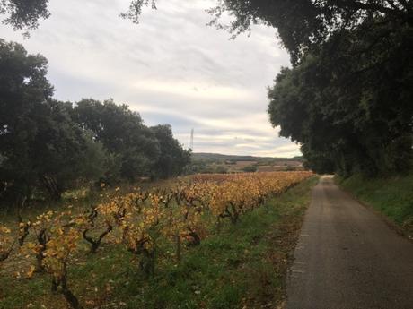 Automne dans les vignes gardoises