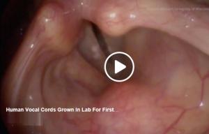 INGÉNIERIE TISSULAIRE: Ils recréent des cordes vocales fonctionnelles en laboratoire – Science Translational Medicine
