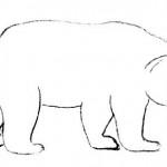 dessin de ours