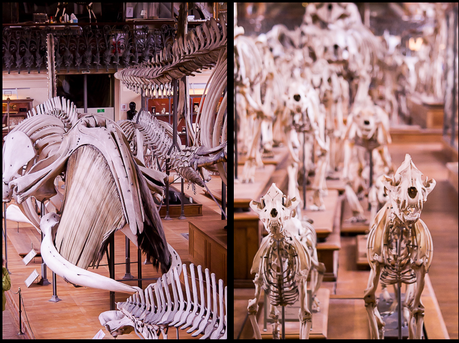 Museum national d'Histoire naturelle. - Épisode 2 Museum national d'Histoire naturelle. - Épisode 2