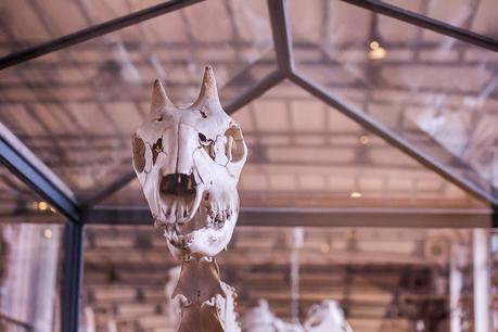 Museum national d'Histoire naturelle. - Épisode 2 Museum national d'Histoire naturelle. - Épisode 2