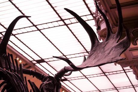 Museum national d'Histoire naturelle. - Épisode 2 Museum national d'Histoire naturelle. - Épisode 2