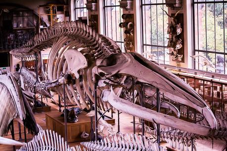 Museum national d'Histoire naturelle. - Épisode 2 Museum national d'Histoire naturelle. - Épisode 2