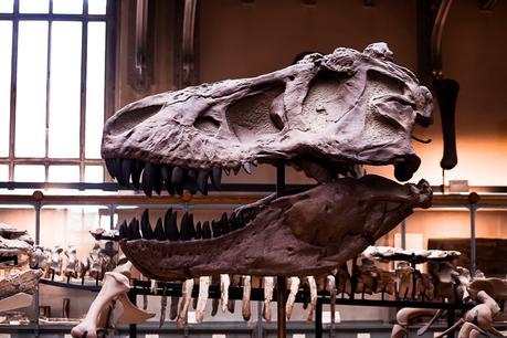 Museum national d'Histoire naturelle. - Épisode 2 Museum national d'Histoire naturelle. - Épisode 2