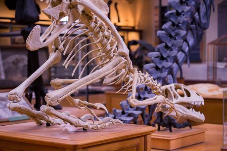 Museum national d'Histoire naturelle. - Épisode 2 Museum national d'Histoire naturelle. - Épisode 2