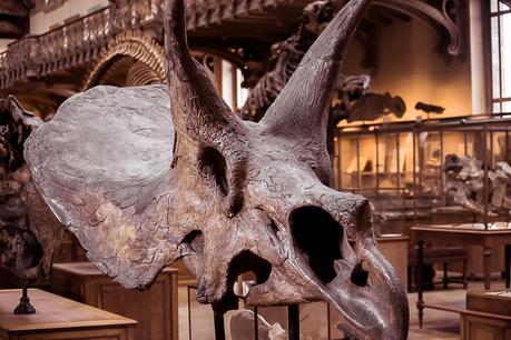 Museum national d'Histoire naturelle. - Épisode 2 Museum national d'Histoire naturelle. - Épisode 2