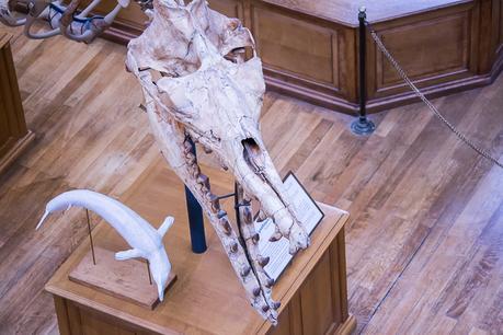 Museum national d'Histoire naturelle. - Épisode 2 Museum national d'Histoire naturelle. - Épisode 2