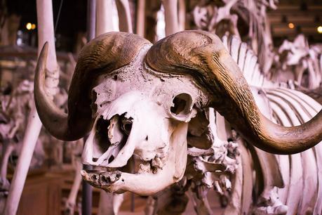 Museum national d'Histoire naturelle. - Épisode 2 Museum national d'Histoire naturelle. - Épisode 2