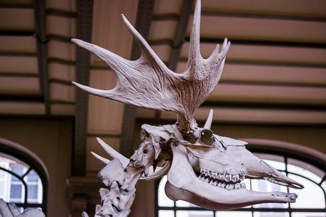 Museum national d'Histoire naturelle. - Épisode 2 Museum national d'Histoire naturelle. - Épisode 2