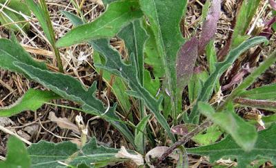 Centaurée jacée (Centaurea jacea)