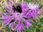 Centaurée jacée (Centaurea jacea)