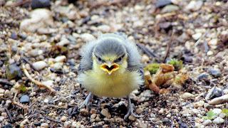 Comment vivre ses émotions comme des énergies positives (2)