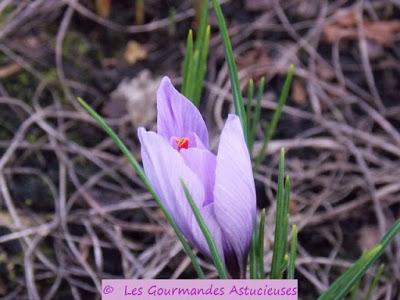 Le Safran de mon jardin