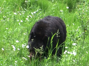 Bulletin météo ursidé