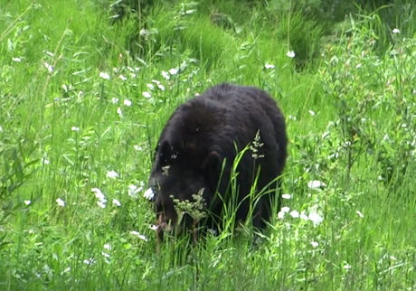 Bulletin météo ursidé