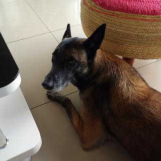 dior du blason à croix d'argent