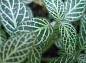 plante d'intérieur: fittonia fittonie.