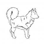 dessin de husky