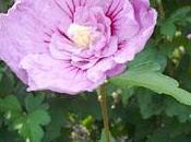 arbustes pour climat continental méditerranéen fleurs