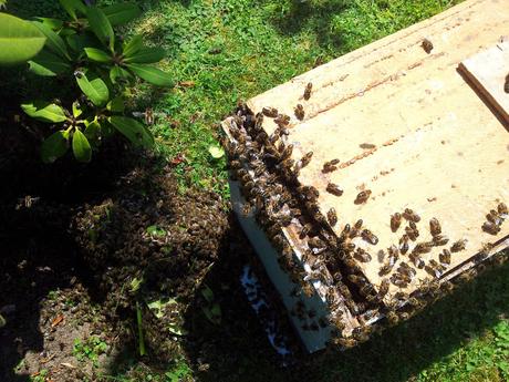 COP21 : des ruches sur le toit de la mairie de Val-de-Reuil