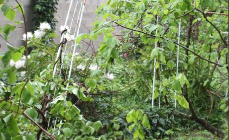 actinidia melanandra veneux 1 mai 2015 014 (5).jpg