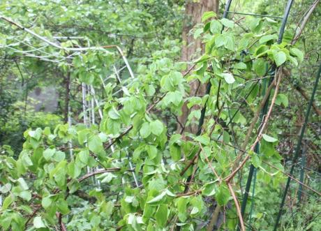 actinidia melanandra veneux 1 mai 2015 014 (3).jpg