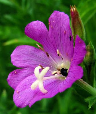 Épilobe hirsute (Epilobium hirsutum)