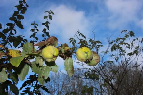 cydonia krymsk romi 10 nov 2015 020 (2).jpg