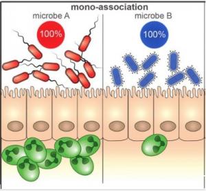 MICROBIOTE: Chez les bactéries, l'union ne fait pas la force – Cell, Host & Microbe