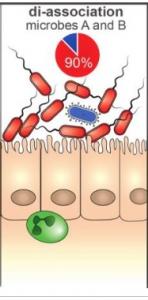 MICROBIOTE: Chez les bactéries, l'union ne fait pas la force – Cell, Host & Microbe