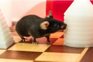 Plus d'EXERCICE PHYSIQUE, c'est plus de neurones! – Brain Plasticity