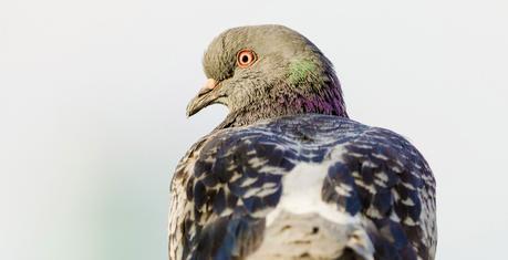 Combattre le cancer à grands coups de pigeons