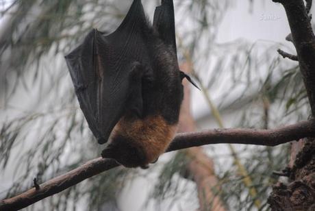 (1) Le renard-volant de Rodrigues.