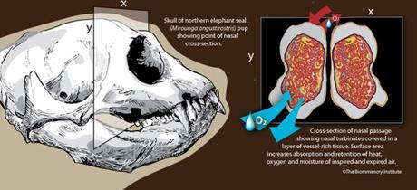 Fonctionnement des cornets nasaux d'éléphants de mer