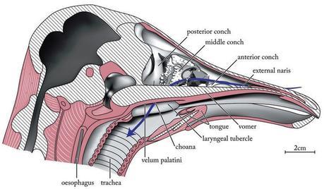 Schéma d'une coupe sagittale de tête d'autruche